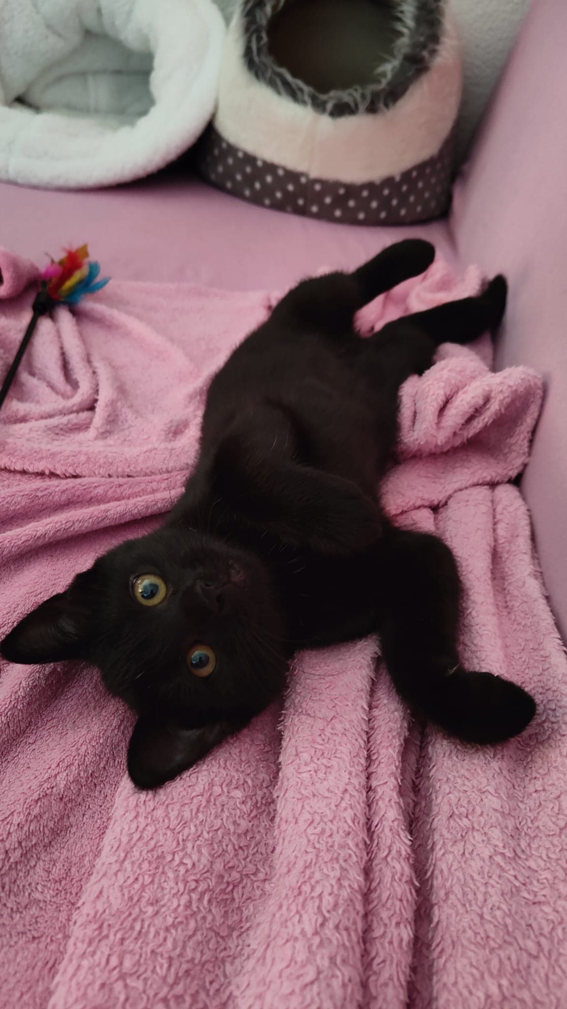 Katze im neuen Zuhause