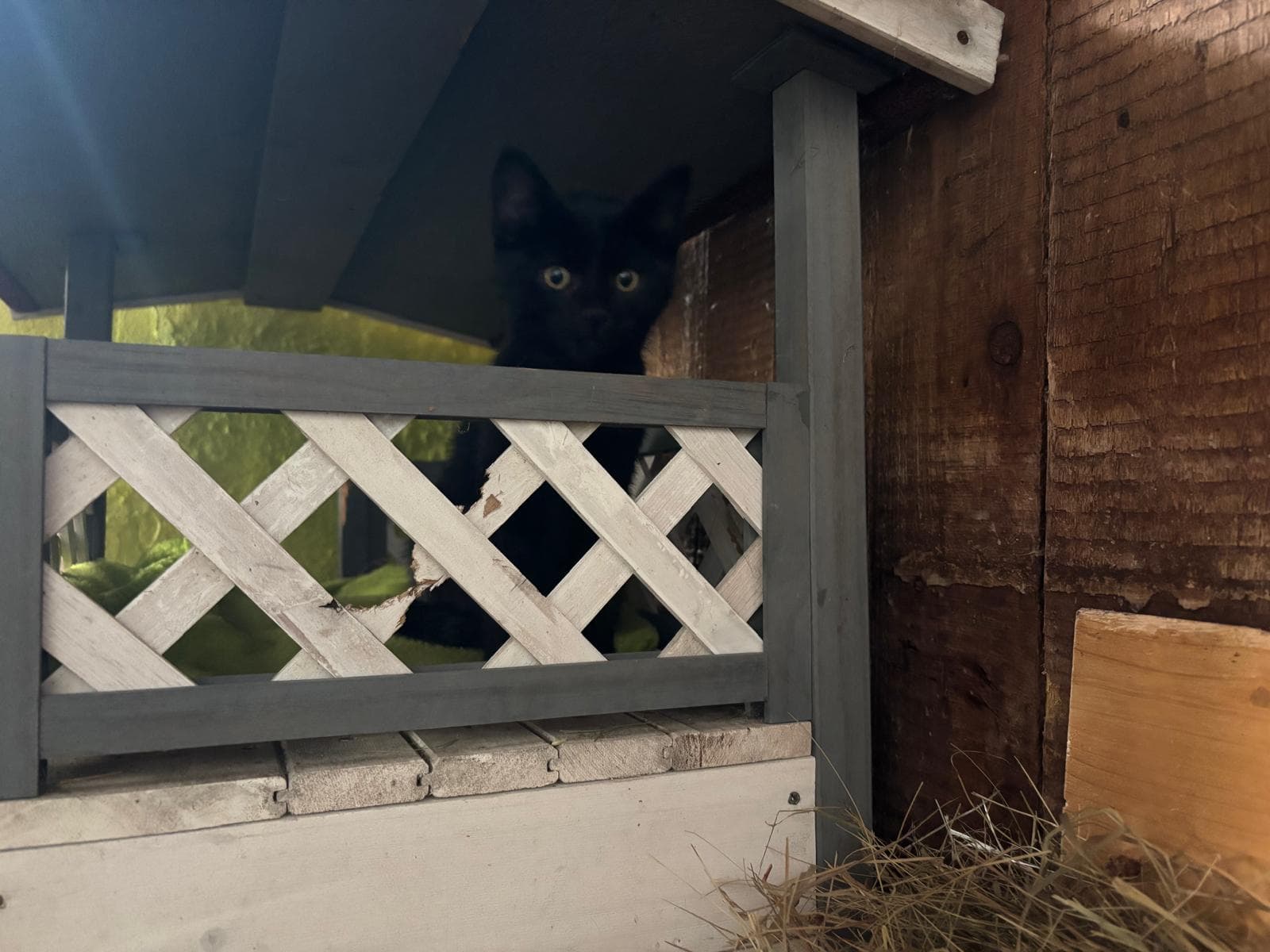 Katzen in der Zwischenstation