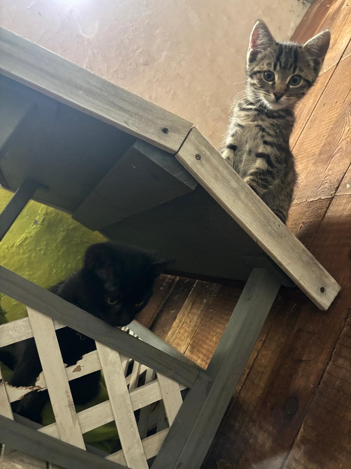 Katzen in der Zwischenstation