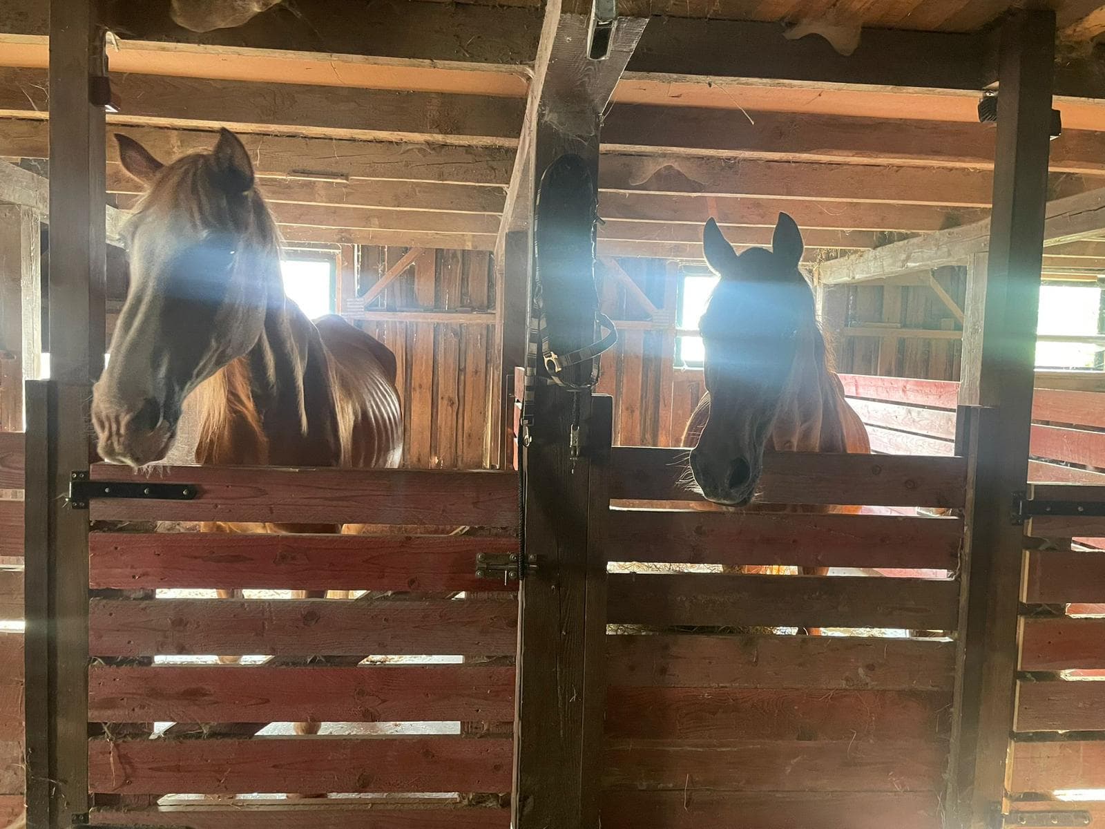 Picasso und Whitney im neuen Stall