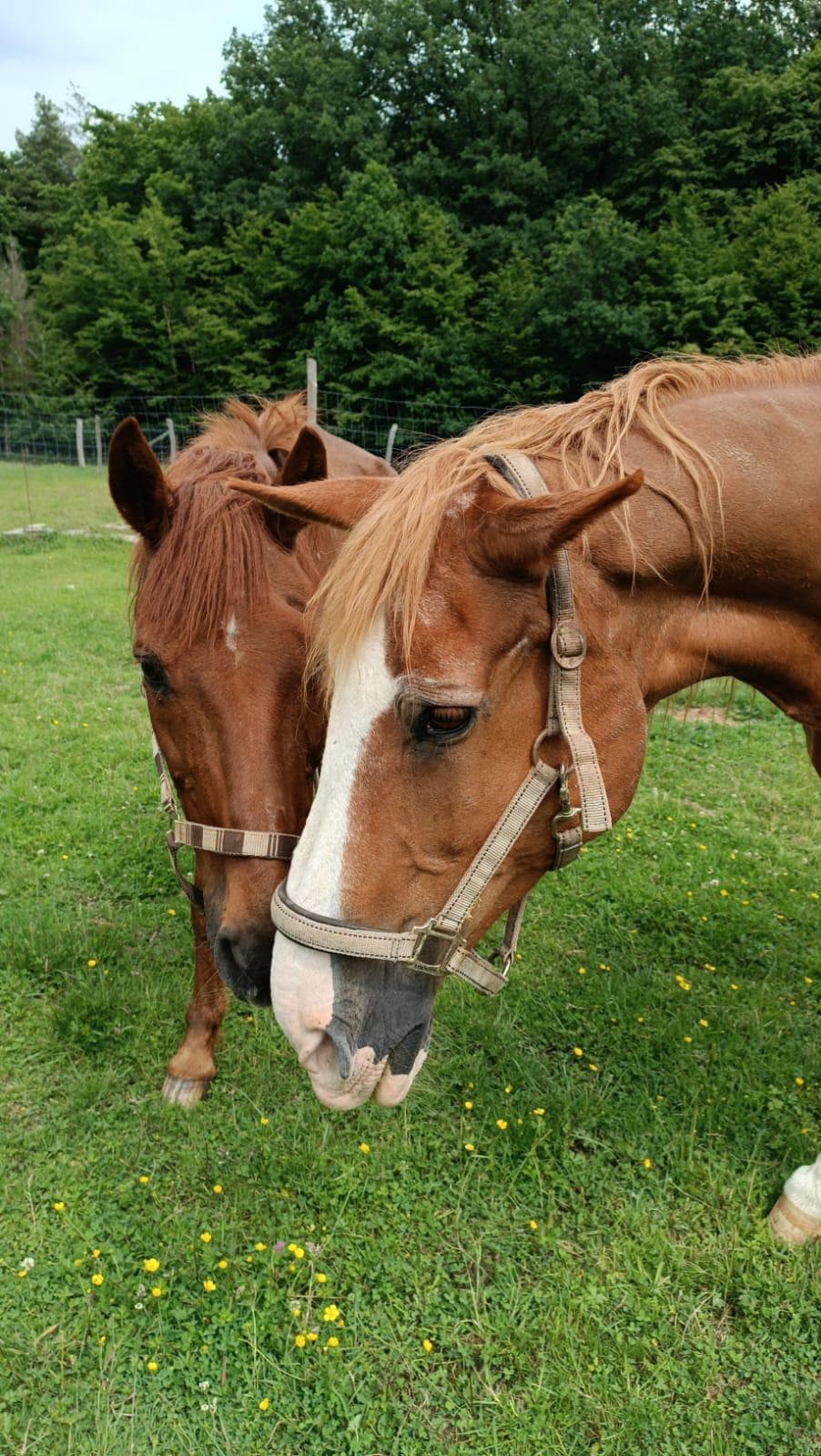 Whitney und Picasso im neuen Stall