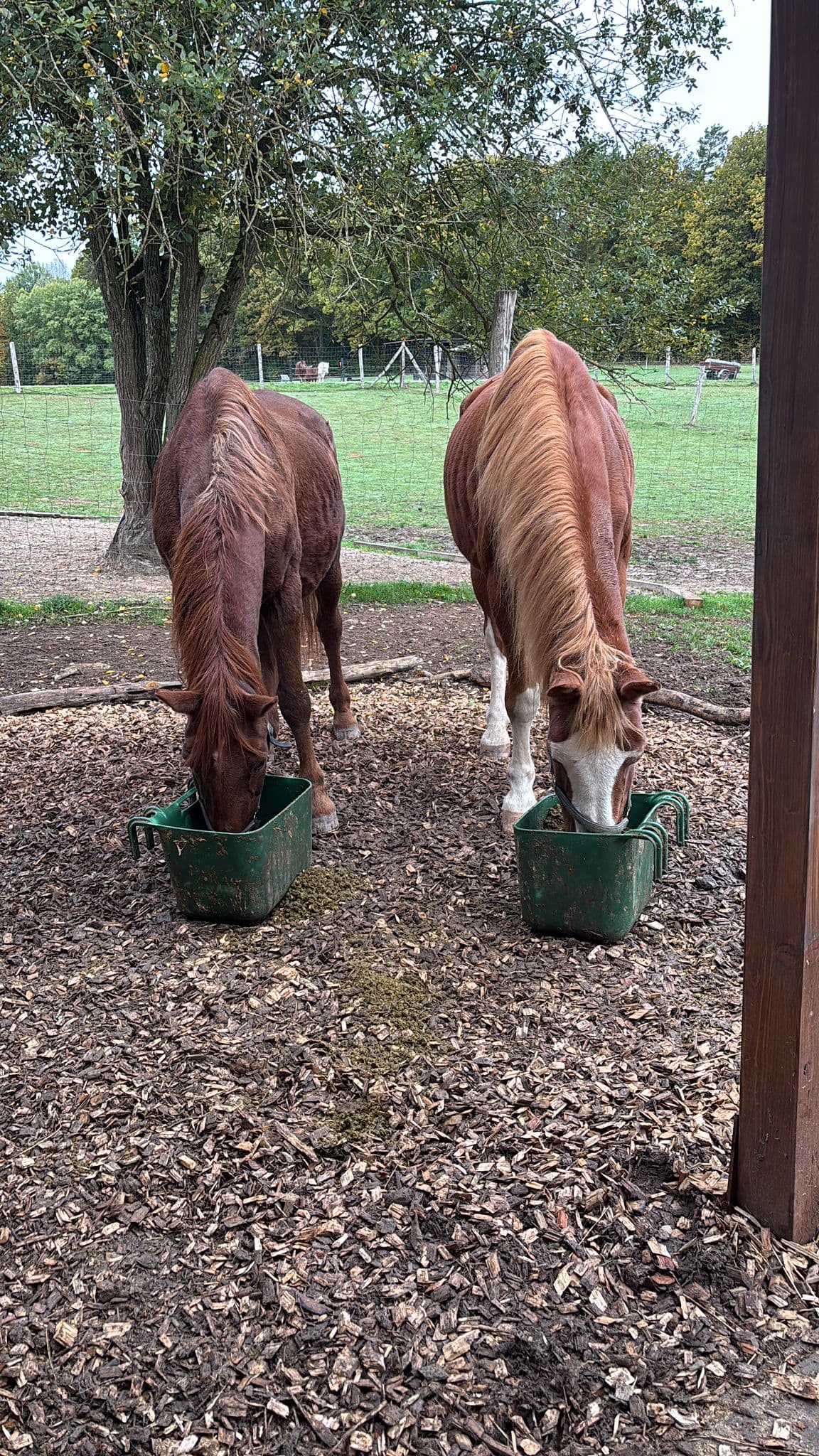 Picasso und Whitney essen