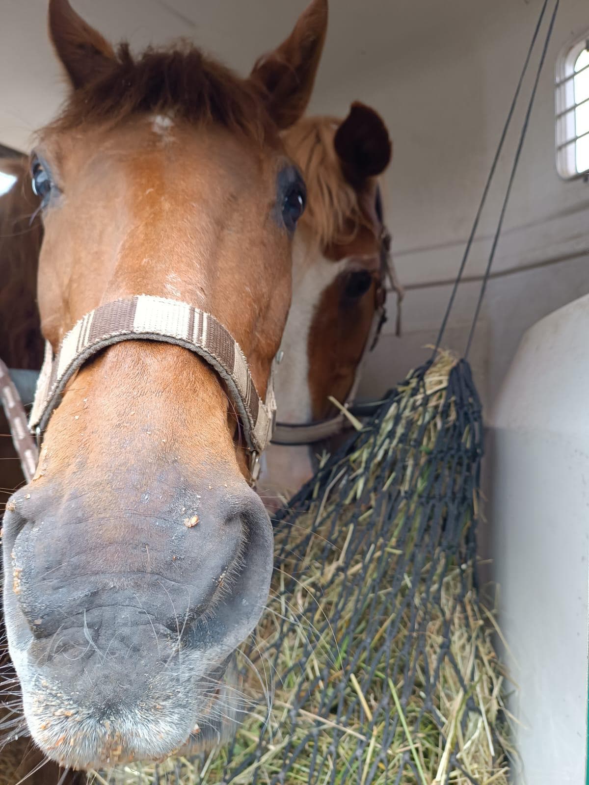 Picasso und Whitney im Pferdeanhänger