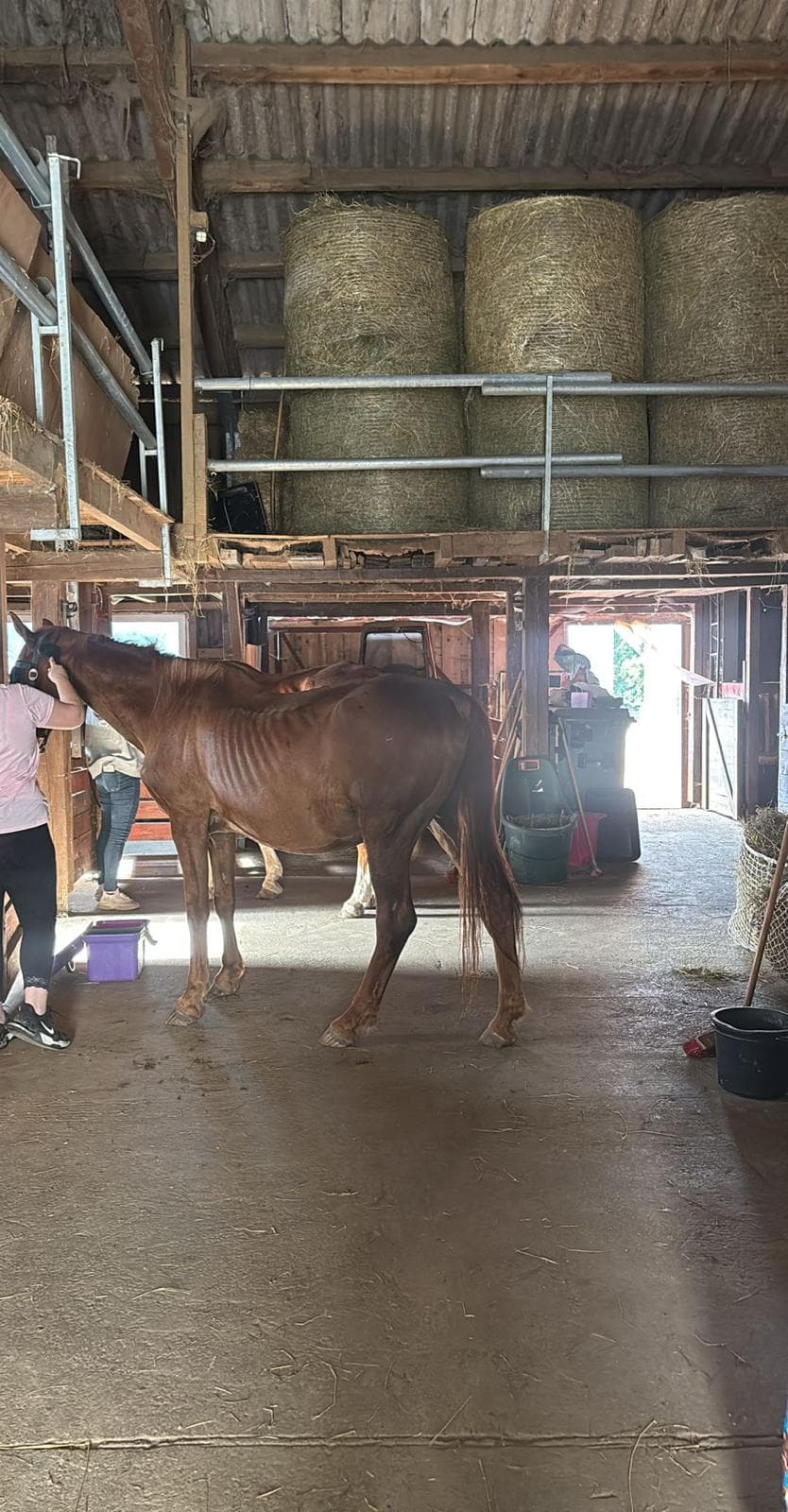 Whitney in den ersten Tagen — stark abgemagert