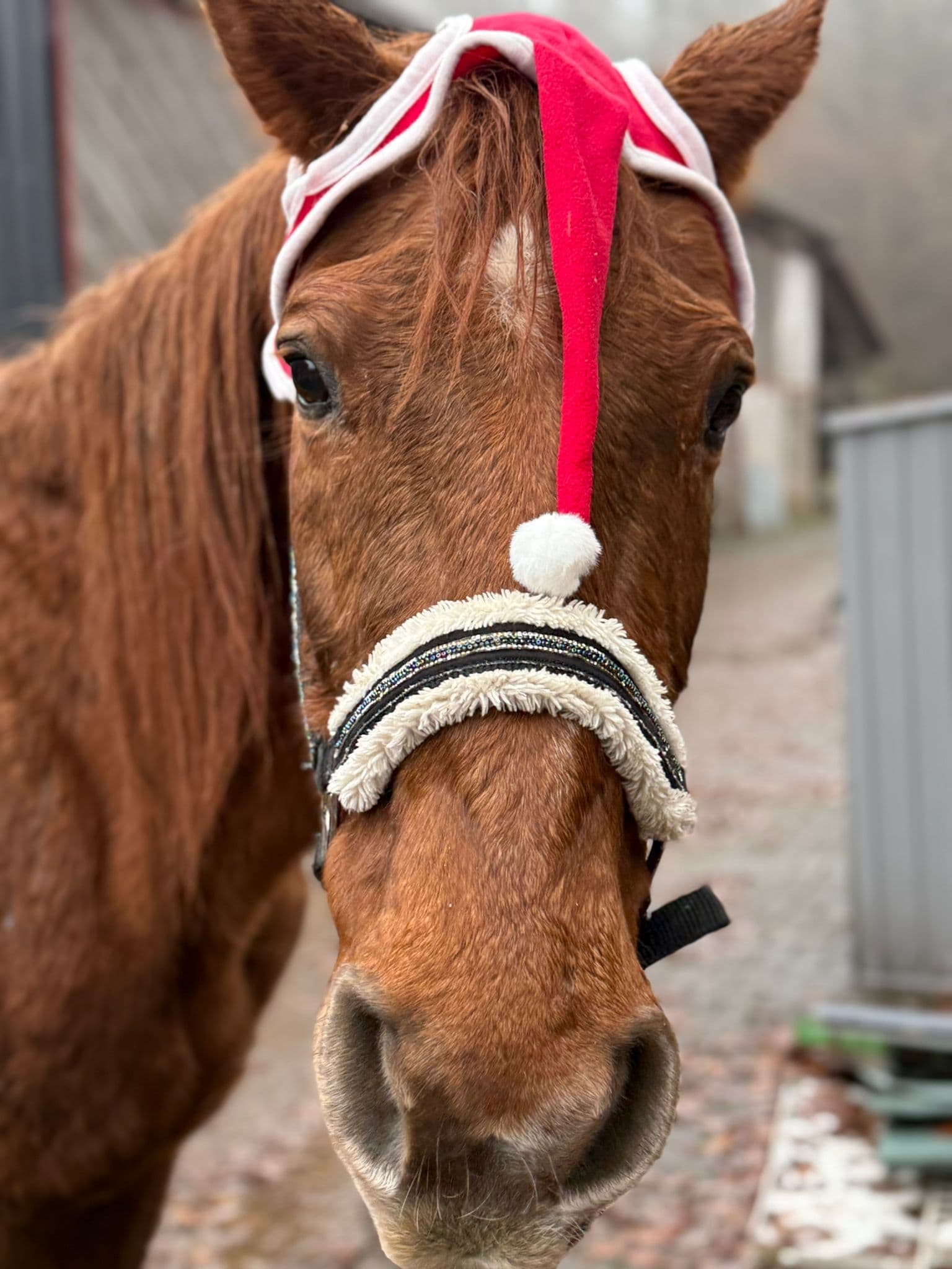 Whitney mit Weihnachtsmütze