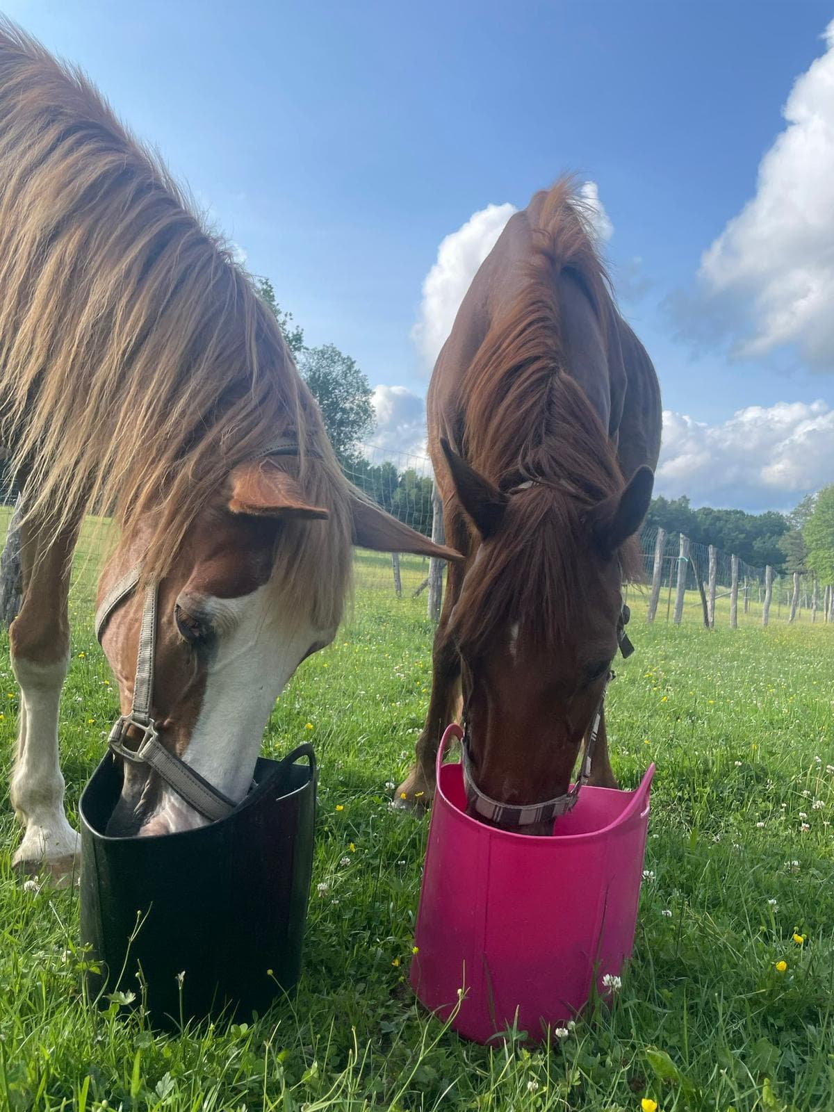 Whitney und Picasso beim Fressen