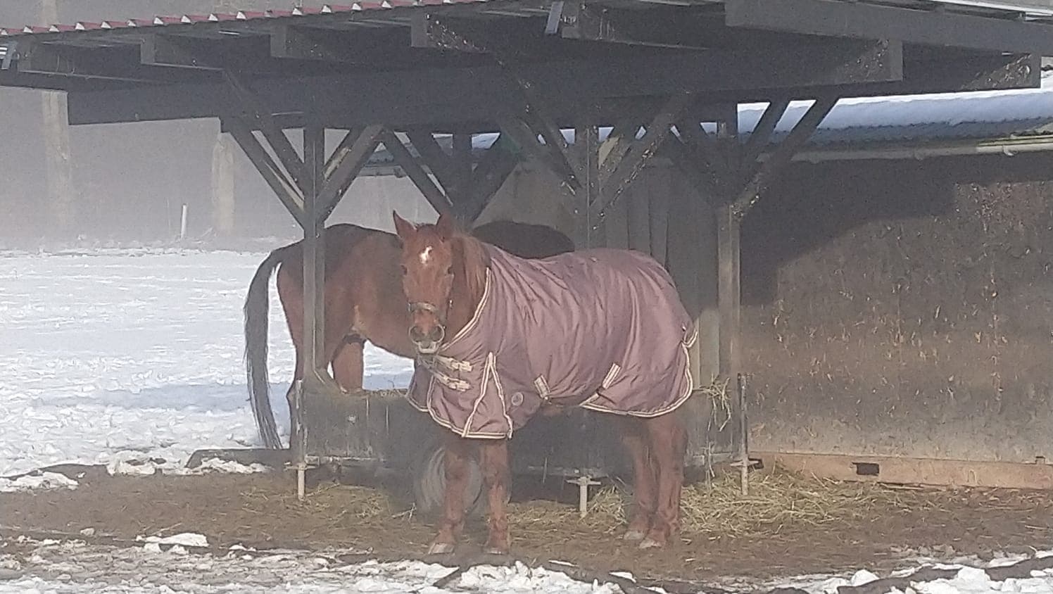 Whitney und Picasso unter der Heuraufe