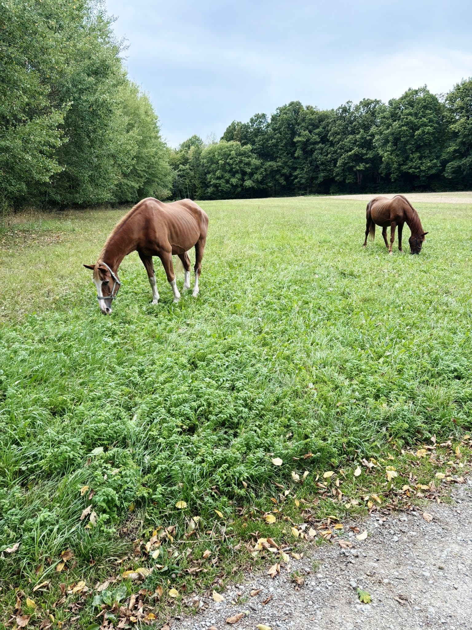 Whitney und Picasso auf der Weide
