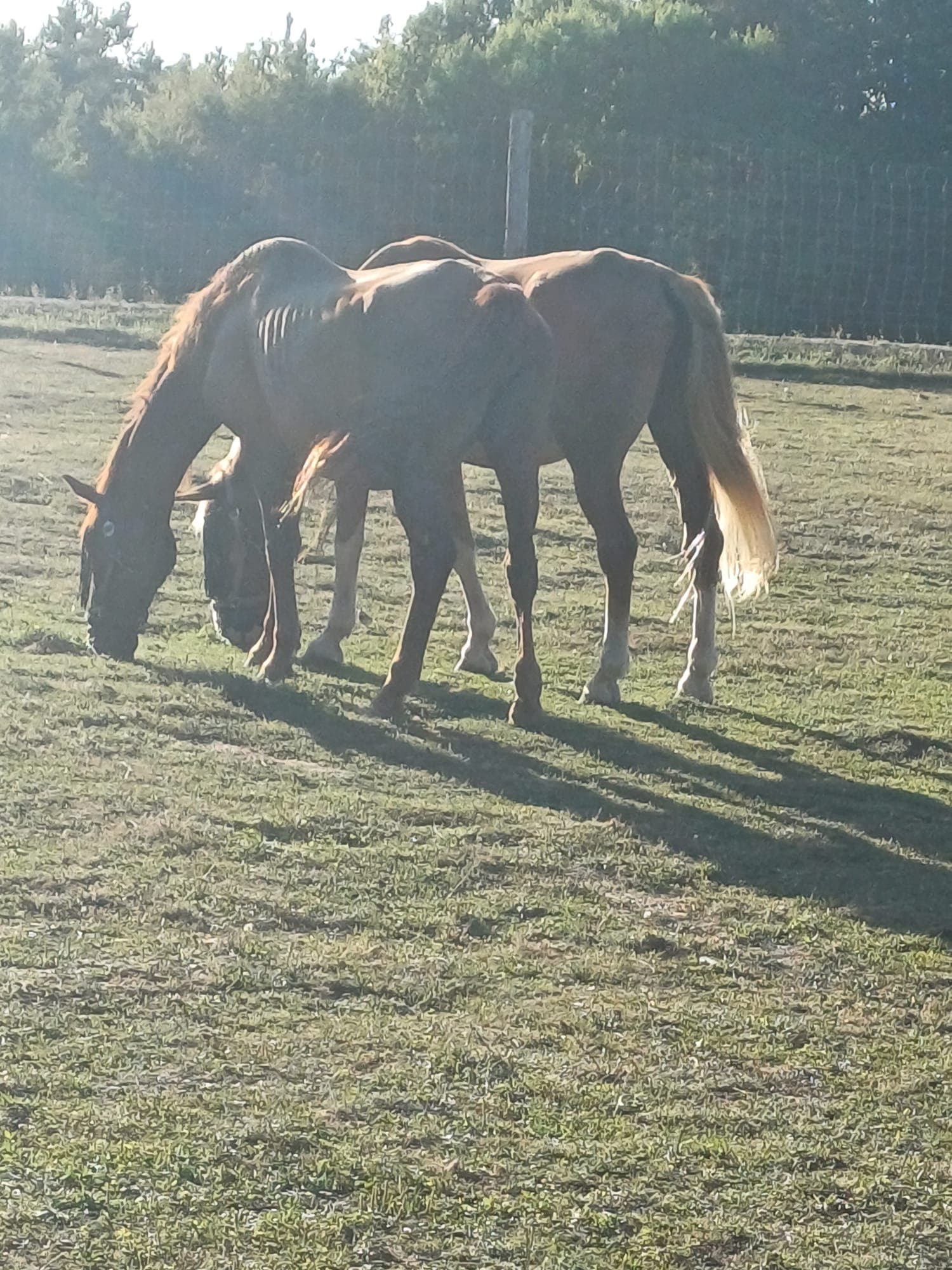 Whitney und Picasso auf der Weide